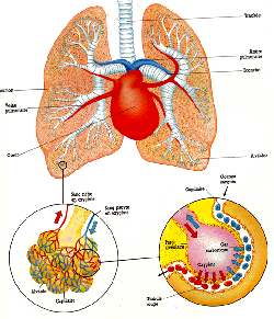 echange respiratoire