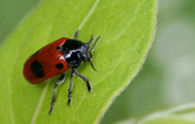 Coccinelle