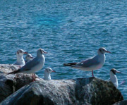 mouettes