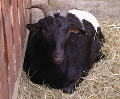 La couleur noir sur un animal