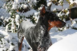 Uster le doberman