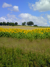 tournesols