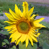 Tournesol