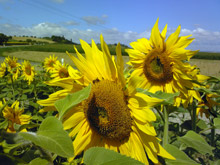 tournesols